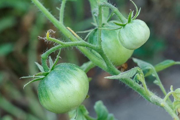 Unripe green tomatoes growing on the garden bed Tomatoes in the greenhouse with the green fruits