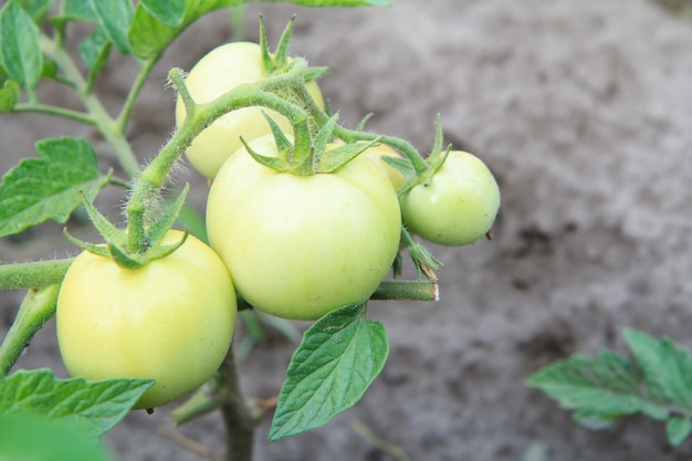 Unripe green tomatoes growing on the garden bed.