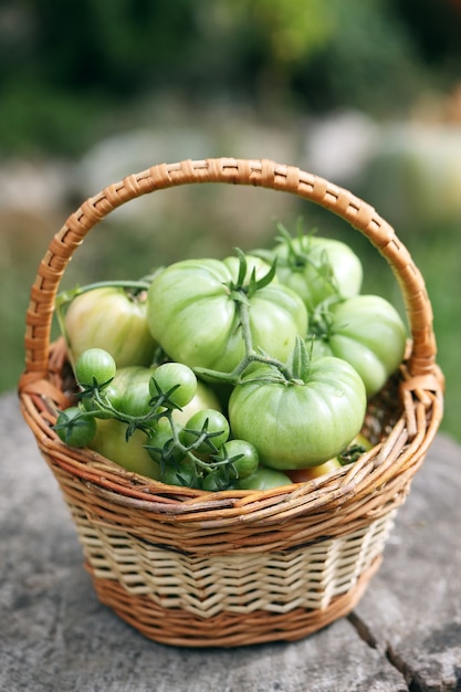 Unripe, green tomatoes in a small basket