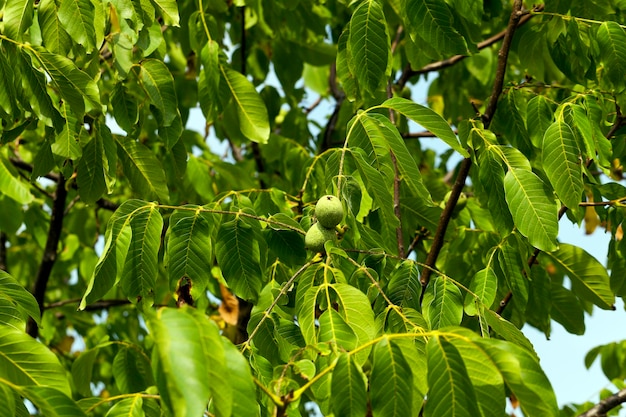 Photo unripe green walnuts