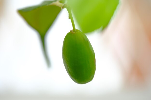 Photo unripe jujube fruitwith blurry background another name is indian jujube indian plum or chinese apple