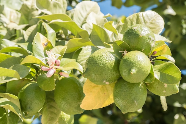 Limoni acerbi sul fiore di limone dell'albero