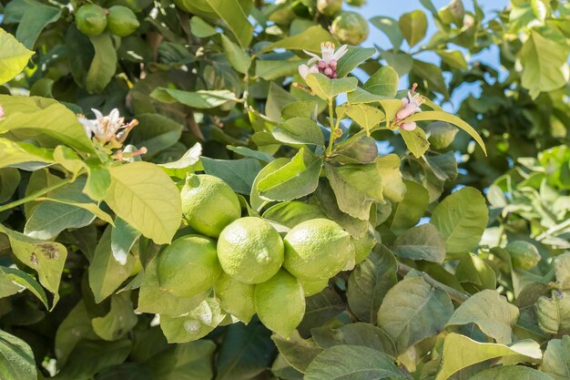 Unripe lemons on the tree lemon blossom