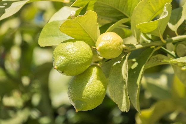 Unripe lemons on the tree