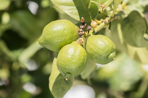 Unripe lemons on the tree