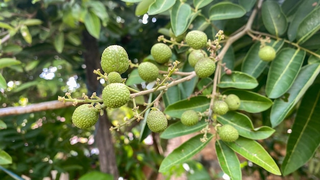 unripe longan fruits on longan tree with green leaves as background tropical fruit tree growing