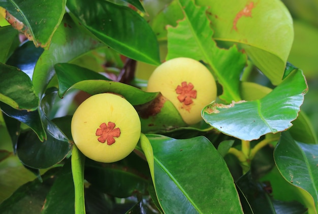 Frutti acerbi del mangostano sull'albero in thailandia