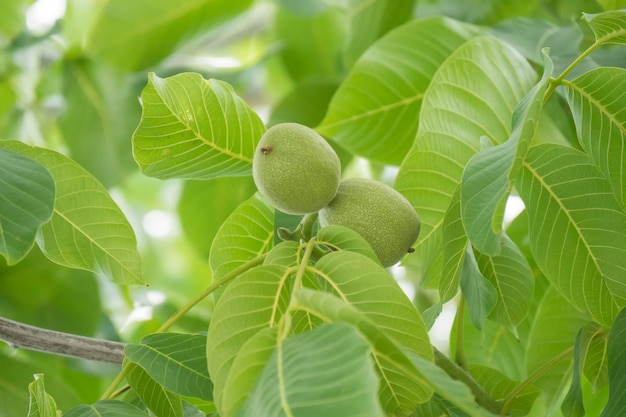 Unripe nuts on the tree