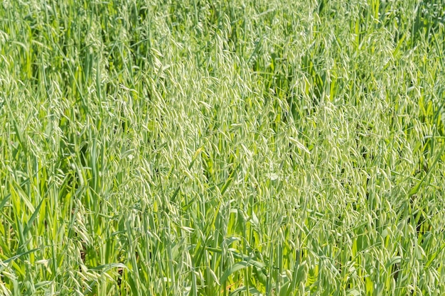 Unripe Oat harvest green field