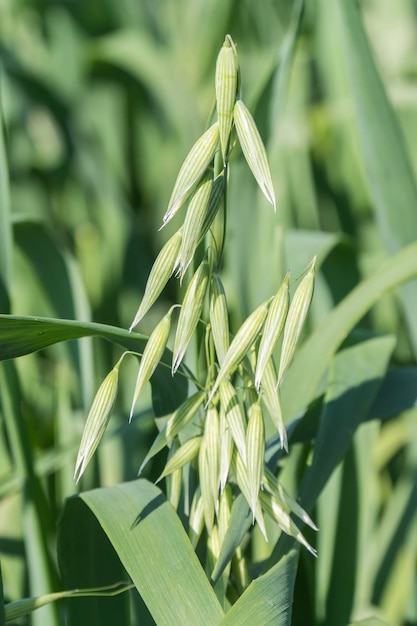 Unripe Oat harvest green field