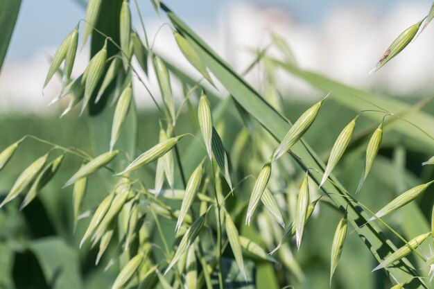 Unripe Oat harvest green field