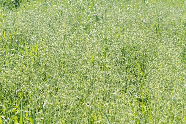 Unripe Oat harvest green field