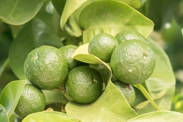 Unripe orange growing in the tree