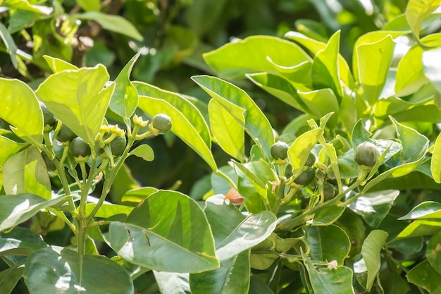 Unripe oranges growing on the tree