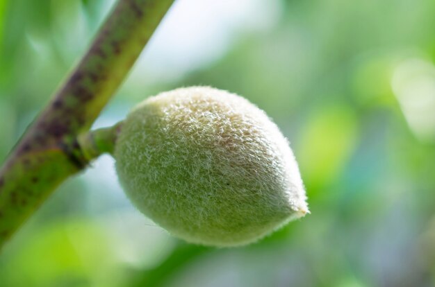 Unripe peach fruit on a peach tree branch