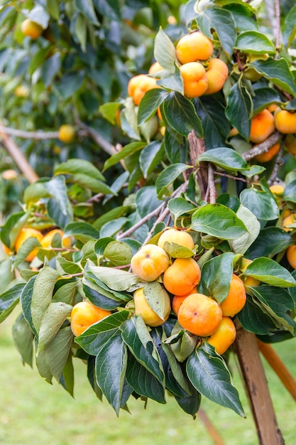 Unripe persimmon & fresh green leaves at Chiang Mai, Thailand