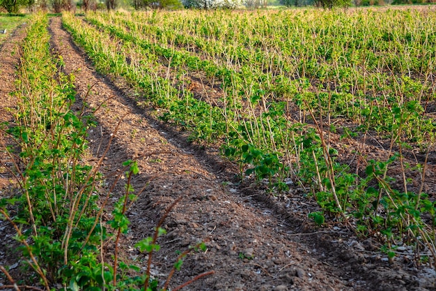 Unripe raspberry fields