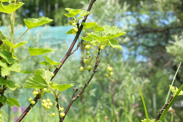 Unripe red currant bush berry summer