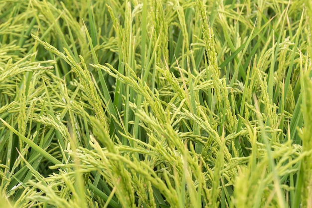 Unripe rice plantation