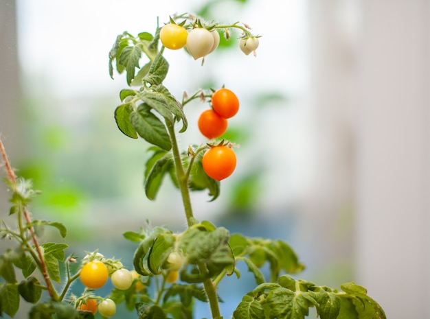 Unripe and ripe yellow small tomatoes growing on the windowsill