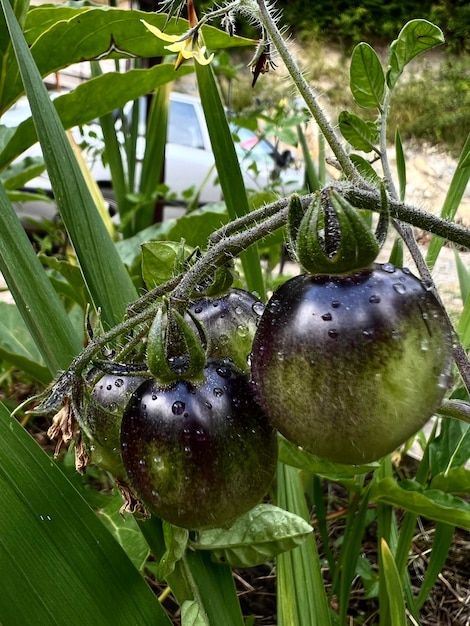 Unripe round eggplants on a bush in the garden