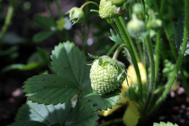 Unripe strawberries in the garden under sunlight