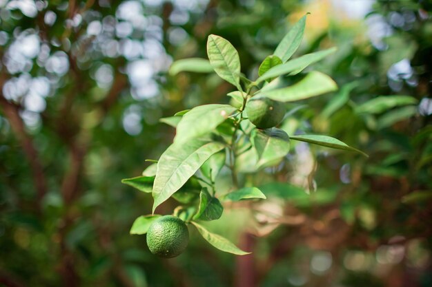 Photo unripe tangerine fruits hanging on a branch of citrus tree with green leaves growing tangerines