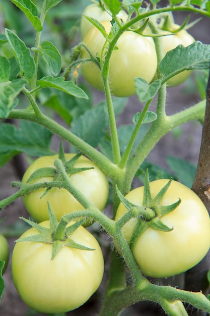 Unripe tomatoes in the greenhouse with the green fruits.