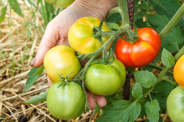 정원의 덤불에서 자라는 설익은 토마토