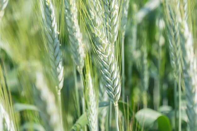 Unripe wheat ears green field