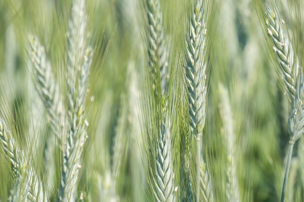 Unripe wheat ears green field