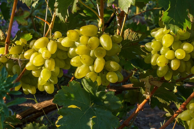 Unripe young wine grapes in summer vineyard