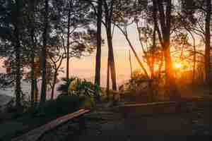 Photo unrise shining through trees in tropical rainforest at thong pha phum national park