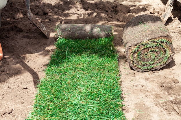 Unrolled green roll of lawn on the ground