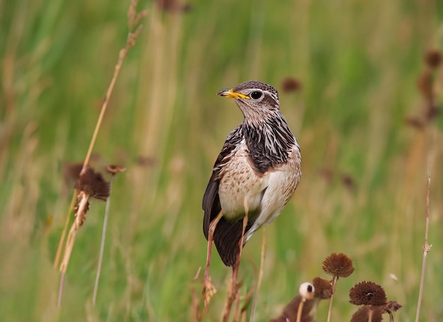 A Unseen bird ai generated