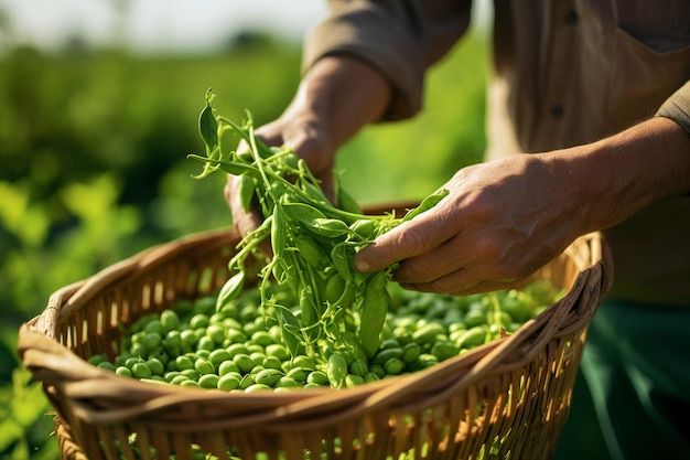 Unseen Farmer Collecting a Bountiful Crop