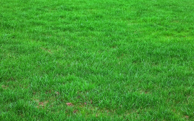 Unshorn green lawn. Background, texture. Green lawn for background