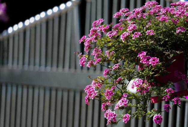 野生の花の無敵な美しさ