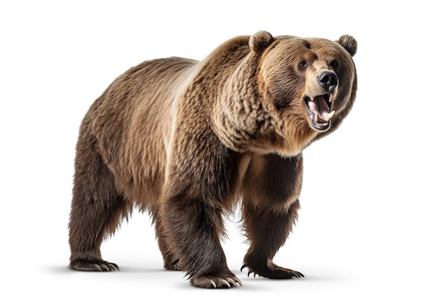 Untamed Power The Mighty Grizzly Bear on a Serene White Background Generative Ai