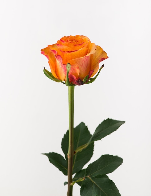 Untreated and crude rose on white background