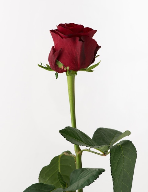Необработанная и сырая роза на белом фоне