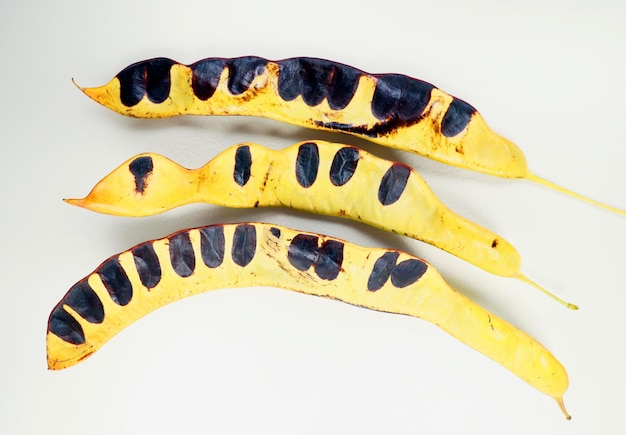 Unusual acacia Gleditsia pods are similar to piano keys, black and white close up isolated on white