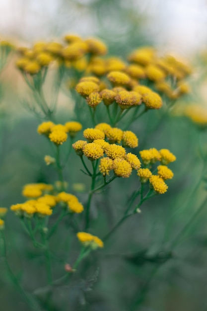 Unusual angle of the flower ordinary tansy Orange wildflowers in the field Green background