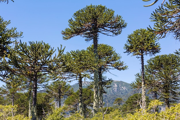 Insoliti alberi di araucaria nelle montagne delle ande, cile