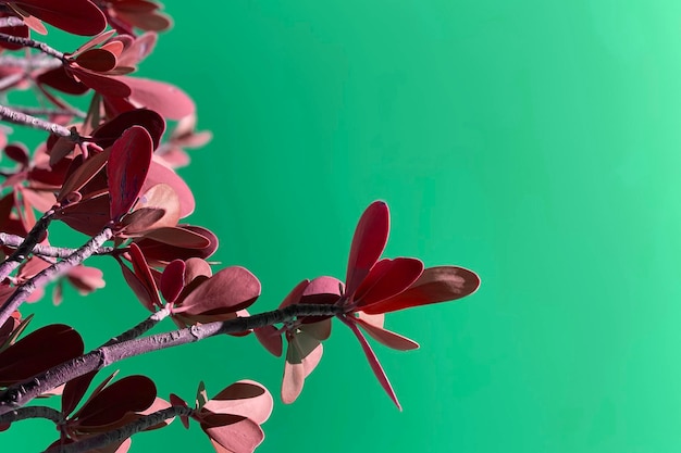 Unusual colorful tropical leaves in branch texture fresh floral background