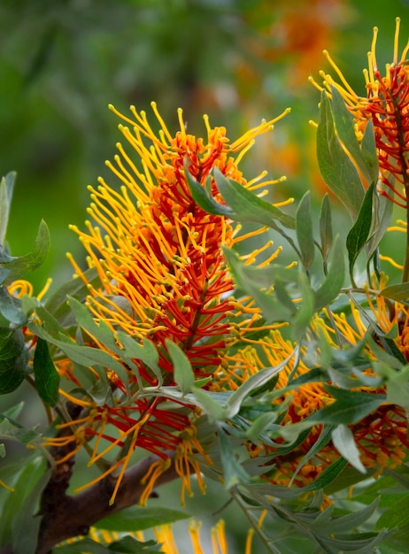 Unusual flowers of the Grevillea robusta tree in Greece