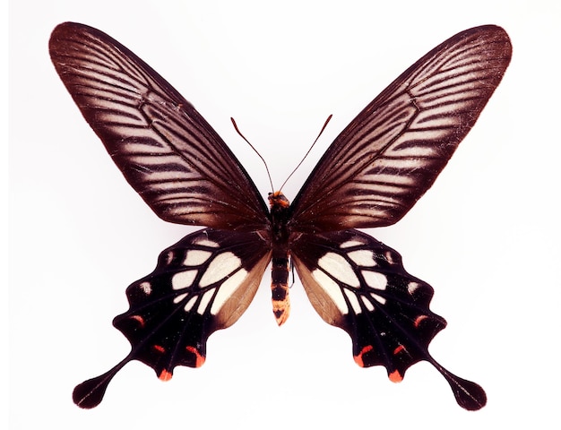 Unusual form butterfly isolated on white. Atrophaneura coon macro close up, papilionidae, collection