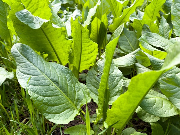 Unusual glade with burdock leaves