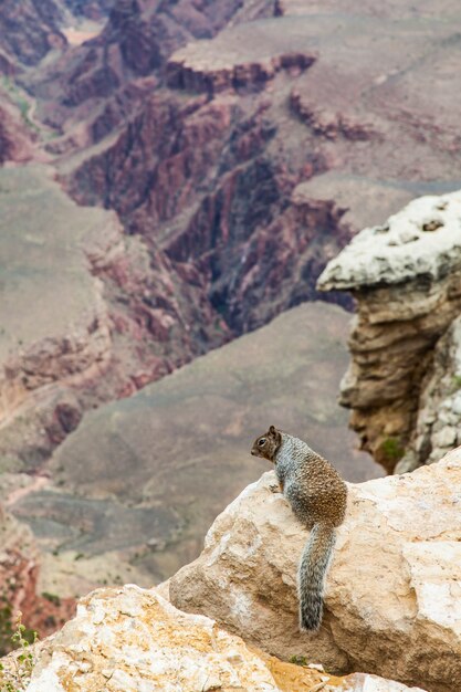 Unusual Grand Canyon view with a groud squirrel on foreground