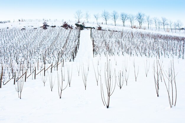 Unusual image of a wineyard in Tuscany (Italy) during winter time